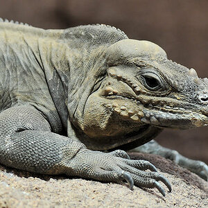 Nashornleguan
Reptilium Landau
(7471)