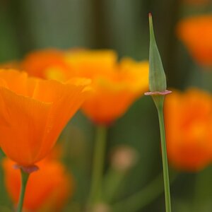 Makro-Freuden im Eden Project