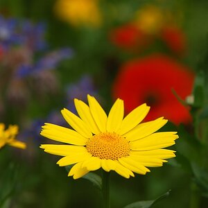Flower Power im Eden Project