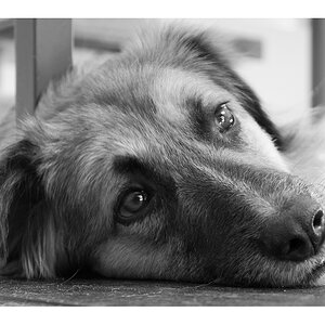 Portrait einer Jugoslawin in bw