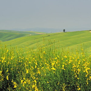 grüngelbe Crete