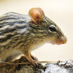 Streifenmaus