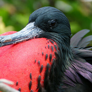 Dudelsackvogel