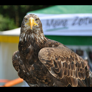 DSC 0103