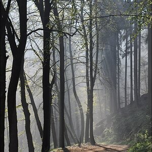 comp Licht im Wald (1)