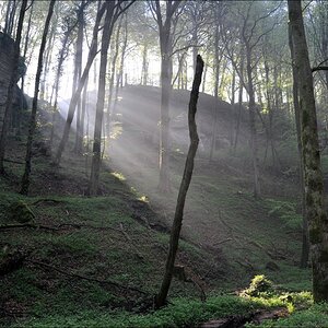 comp Licht im Wald (2)