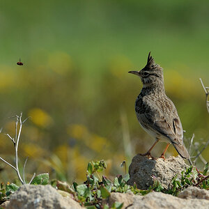 Haubenlerche, Paphos (Zypern), 15.03.2011