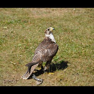 Greifvogel Herf.DSC 0006