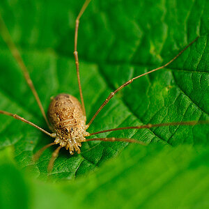 Spinne