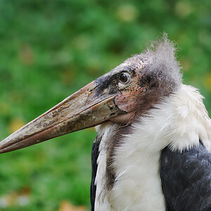 Let´s go to the Zoo, Mr. Marabu
Zoo Berlin