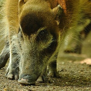 ZOO Nuernberg Pinselohrschwein