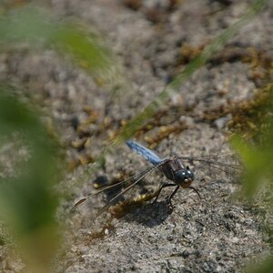 Libelle