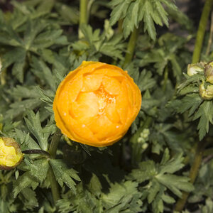 Blume