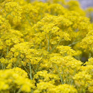 Blumen