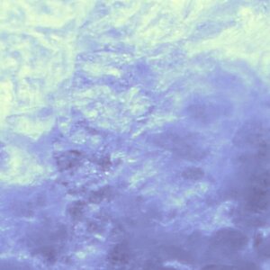 TrockeneKnoblauchschale2