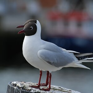 möwe