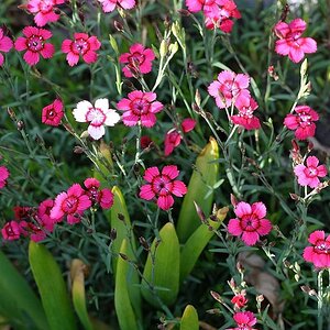 Kartäuser-Nelke in voller Blüte