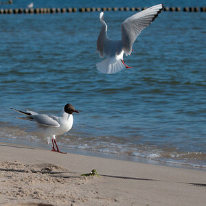 Morgentlicher Strandspaziergang Forum