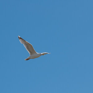 Möwe