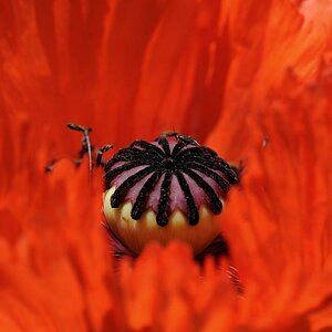 X im roten Mohn