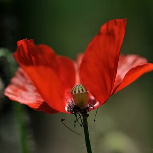 X offene Mohnblüte