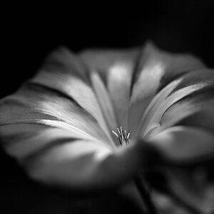 X blue blossom bw
