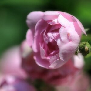 X Rose soft