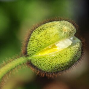 Mohn
