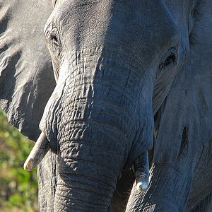 elefant1