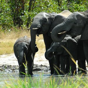elefant2