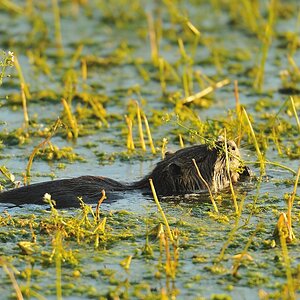 Nutria 1 DSC 4043