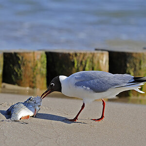 Fisch geniessen