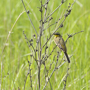 Vogel   Rumänien