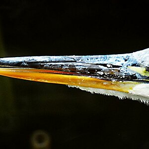Reiher 0053 081012 1280x801a 85