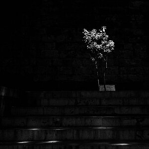 Königlicher Garten - Palma - 05/2011