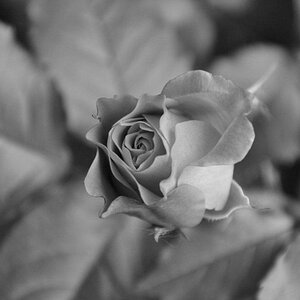 Rose SW