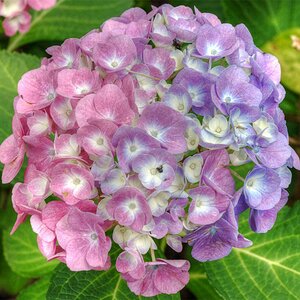 hortensie2