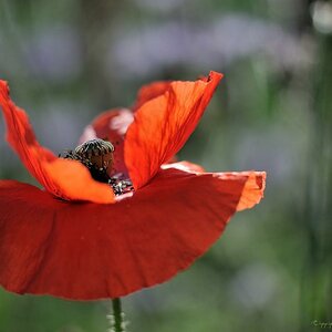 X Klatschmohn offen