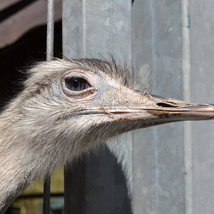 Nandu
