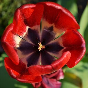 Mohnblume