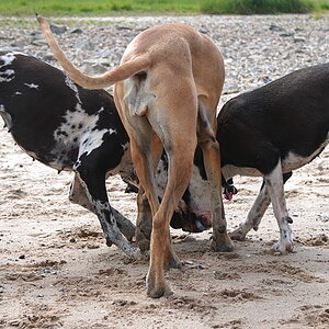 Dogenkneul
