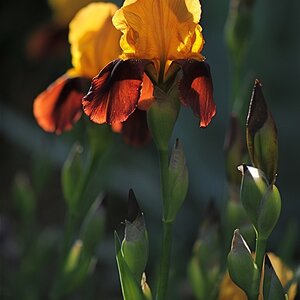 DSC 7521