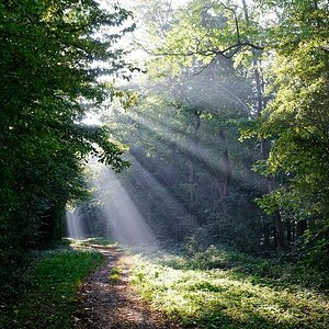 Licht im Wald 01