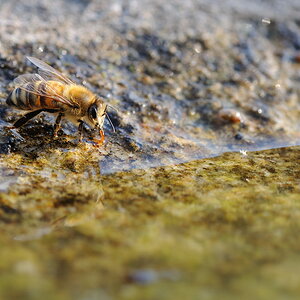 Durstige Bienen 2