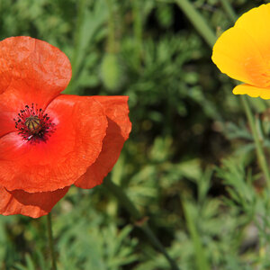 Klatschmohn und Goldmohn.
