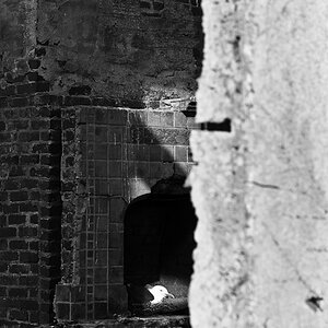 Alcatraz - Brutplatz im Kamin des Leuchtturmwärterhauses