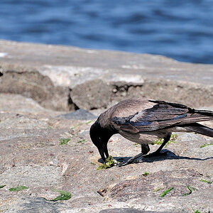 Krähe DSC 5570