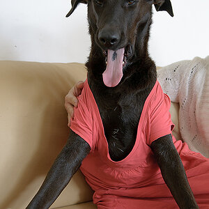 Hund im Kleidchen 2