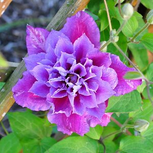 gefüllte Clematis