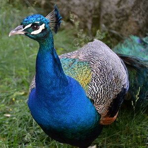 Pfau in Blau